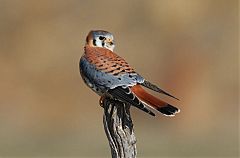 American Kestrel